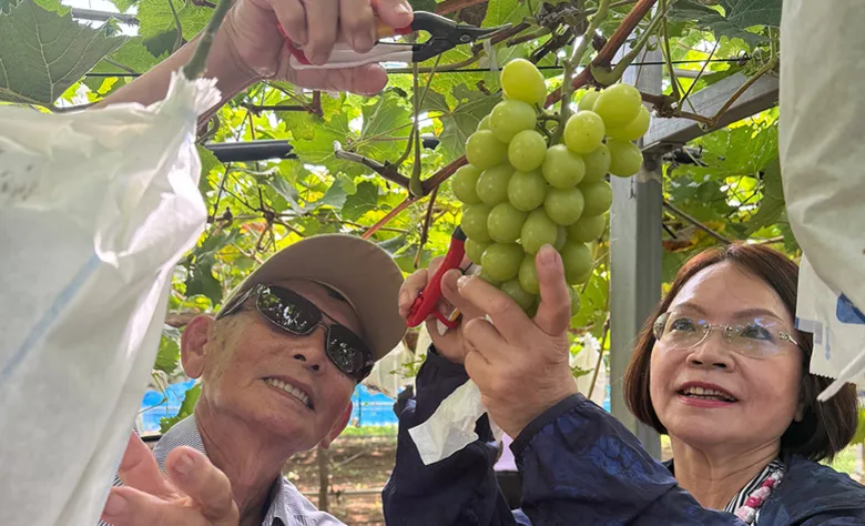 現採麝香葡萄吃到飽