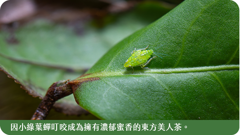 濃郁蜜香的東方美人茶