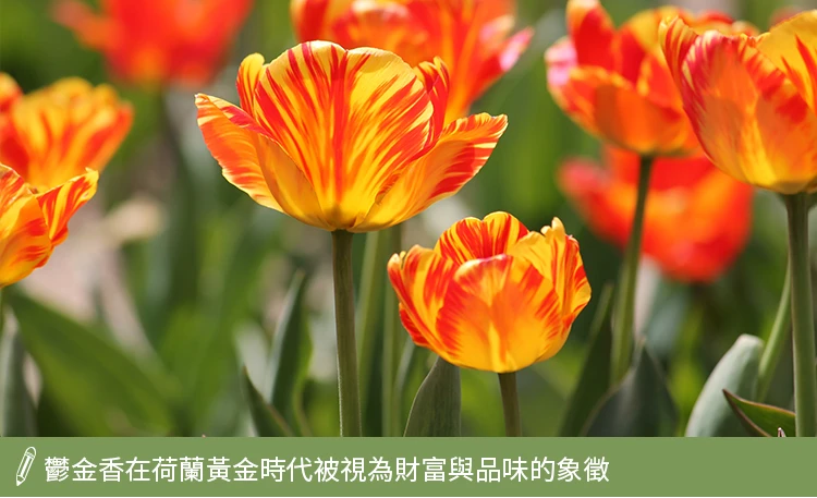鬱金香被視為財富品味的象徵