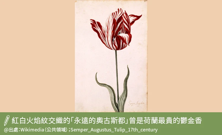 永遠的奧古斯都曾是荷蘭最貴的鬱金香