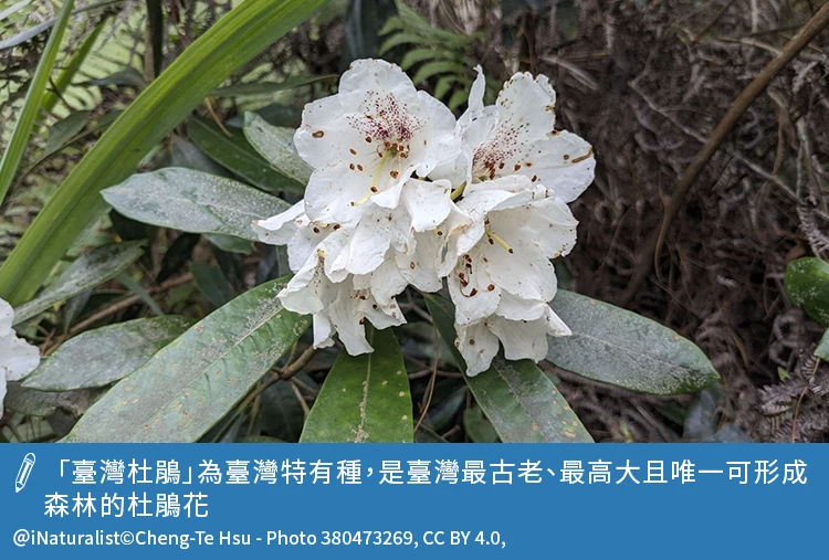 臺灣杜鵑為臺灣特有種