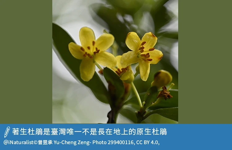著生杜鵑