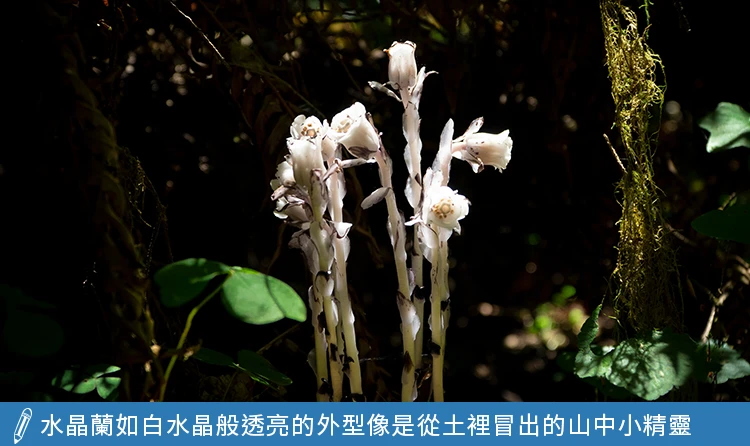 水晶蘭如白水晶般透亮