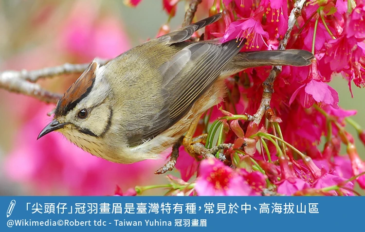 冠羽畫眉是臺灣特有種