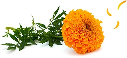 萬壽菊