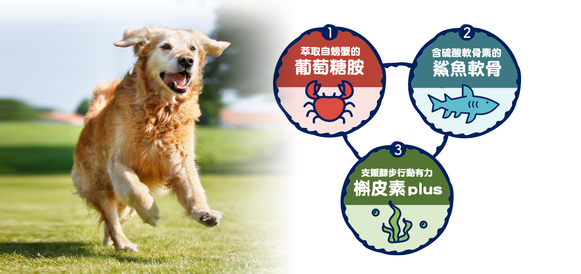 取自螃蟹的葡萄糖胺 含硫酸軟骨的沙魚軟骨支援腳步行動有力榭皮素PLUS
