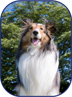 開心的喜樂蒂牧羊犬